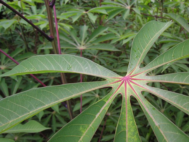 Läßt man die Pflanze wachsen, so kann Maniok ein stattlicher Baum werden
