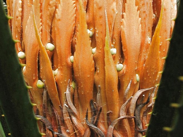 Palmfarn der Gattung Cycas